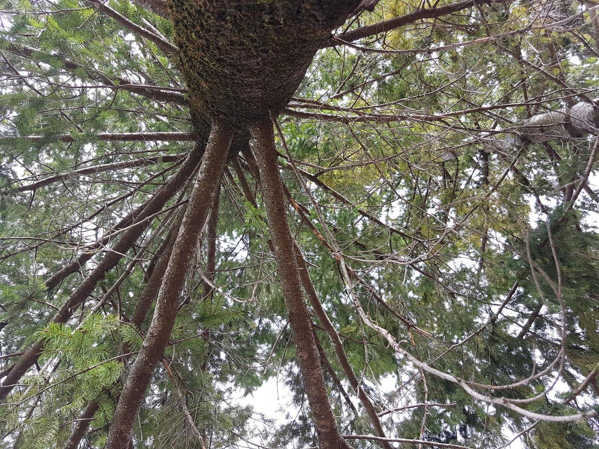 Le Chalet Del Pollino Rotonda Kültér fotó